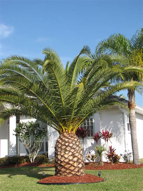 How Much Does A Palm Tree Cost In Georgia Ingrid Roney