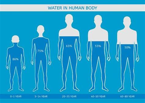 A man's body is 60 to 65 percent water, compared to 50 to 60 percent for a woman. Where does water go after drinking it? The Explanation of ...