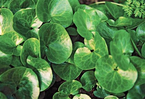 30 Easy Groundcovers For Your Garden Better Homes And Gardens