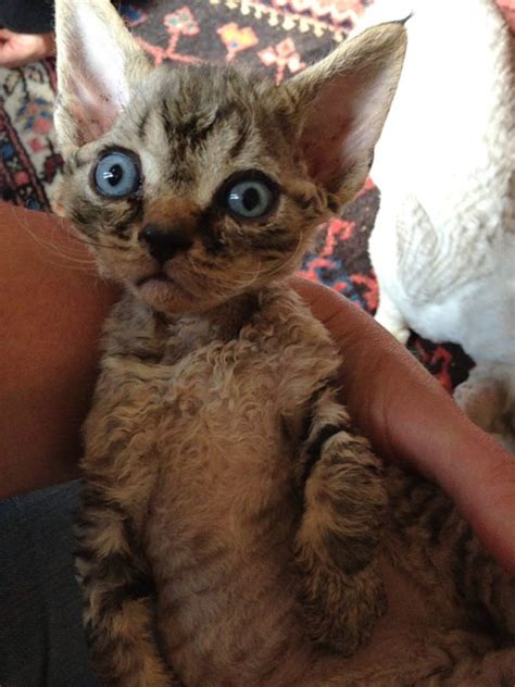 Devon Rex Cats Kitty For Sale Dog Kennel