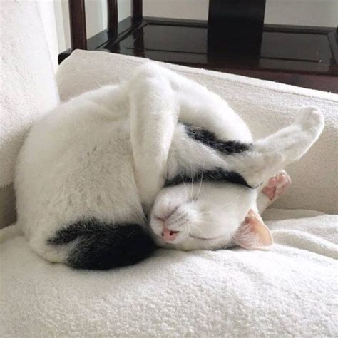 Awkward Cats Sleeping Positions 54 Cats Cute Sleeping Habits