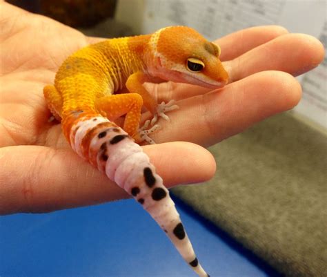 Gecko Pet Smart The W Guide