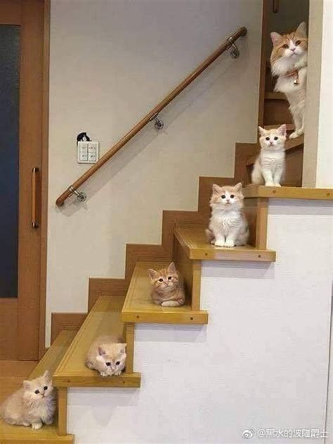 Create Meme Cats In The Interior The Cat On The Stairs Photo British