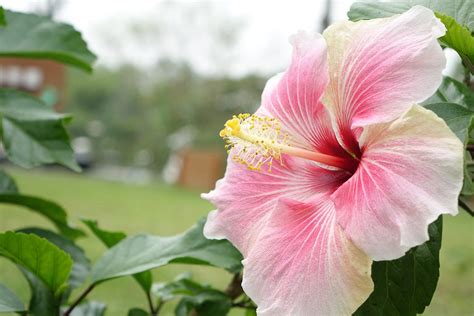 Flor de Hibisco chá propriedades e cultivo Flores Coloridas