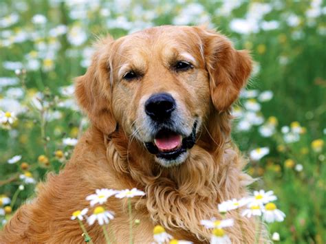 Puppy Up Foundation Large Scale Cancer Study Of Golden Retrievers