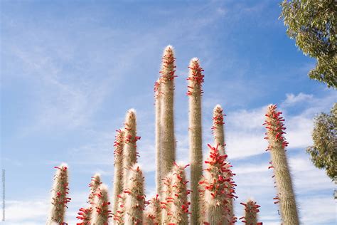 Huge Tall Cactus Plant With Red Flowers By Stocksy Contributor