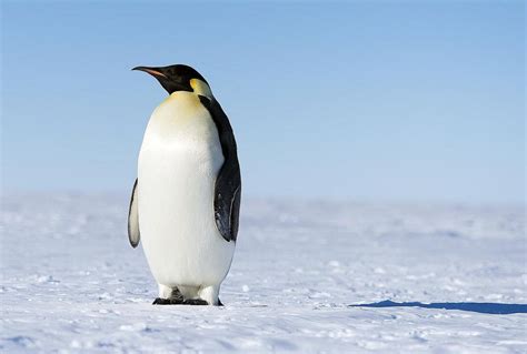 Do Penguins Have Knees Science Abc