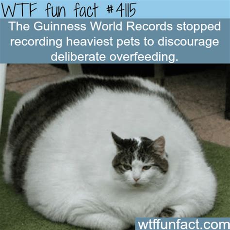 Guinness World Records Heaviest Pets