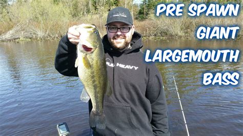 Pre Spawn Giant Largemouth Bass Washington State Youtube