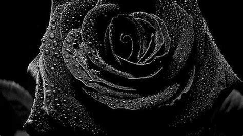 We have a massive amount of hd images that will make your computer or smartphone look absolutely fresh. Black Rose Wallpaper HD | PixelsTalk.Net