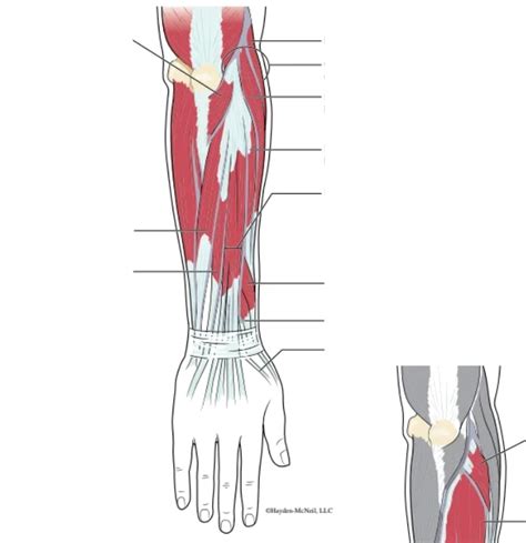 5 Human Posterior Forearm Superficial Diagram Quizlet