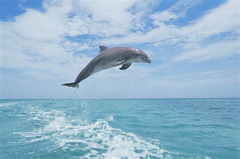 Bottlenose Dolphin Jumping 1 By Martin Ruegner