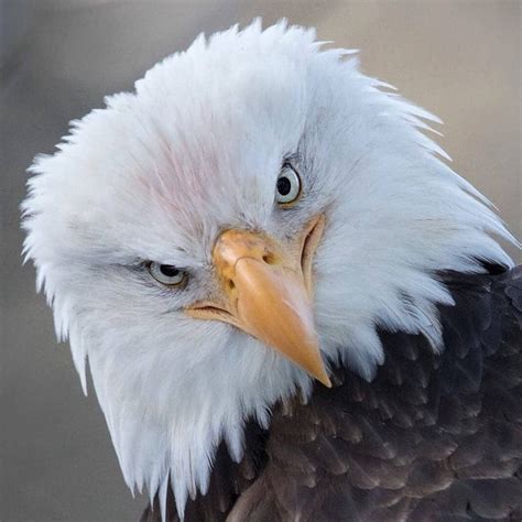 √ 11 Types Of Eagles In The World With Awesome Pictures Eagles Bald