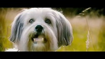 Pudsey The Dog: The Movie Teaser Trailer [Vertigo Films] [HD] - YouTube