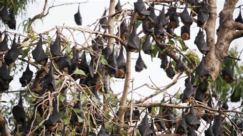 Cairns Bats Lyssavirus Found In Dead Flying Fox The Courier Mail