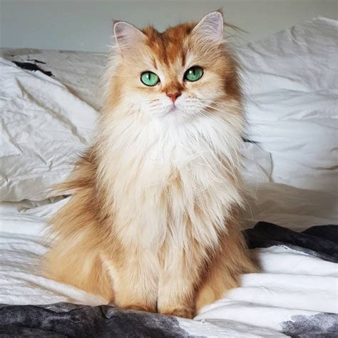 Meet Smoothie The Most Photogenic Cat In The World Who S Too Purrfect