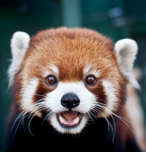 Red Pandas At The Vilas Zoo Lukas Keapproth