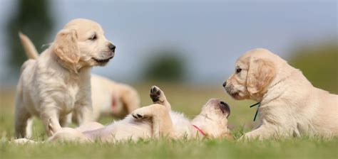 This will minimize transitional stress and digestive upset. How Much To Feed A Golden Retriever Puppy | 4 Week - 6 ...