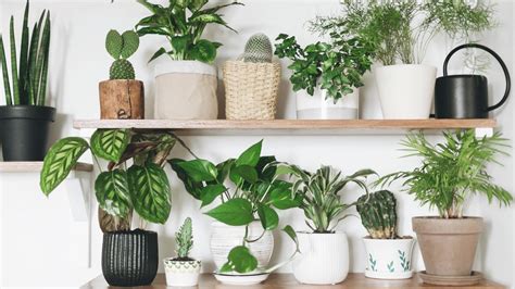 How To Keep Potted Plants In Great Condition Bunnings Australia