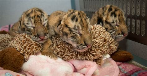 Columbus Zoo Welcomes Trio Of Adorable Baby Tigers Discovery Blog
