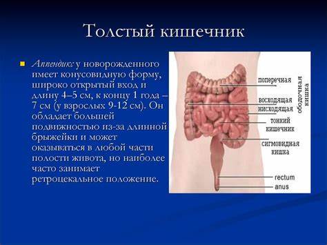 Диета толстый кишечник Диета толстый кишечник