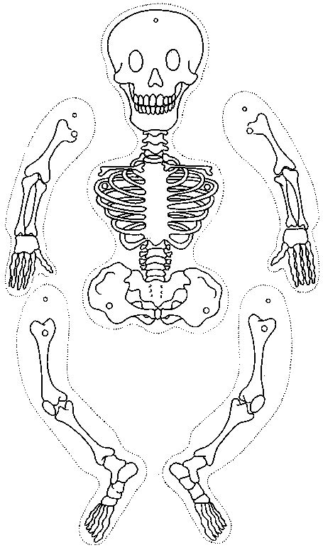 Human Skeleton Cut Out Printable