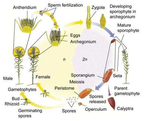 Non Vascular Plants Biol 011 Vascular Plant Vascular