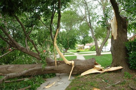 Immediate Care For Storm Damaged Trees Nebraska Forest Service