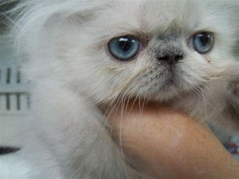 Himalayan kittens for sale in texas united states. Himalayan, Exotic, Persian kittens for Sale in Wesley ...