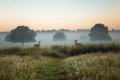 Simon Wilkes Richmond Park Landscape Photography A Tale Of Two Deer