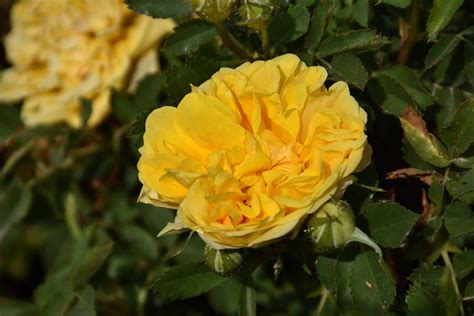 Persian Yellow Rose Rosa Foetida Persian Yellow In Strathmore