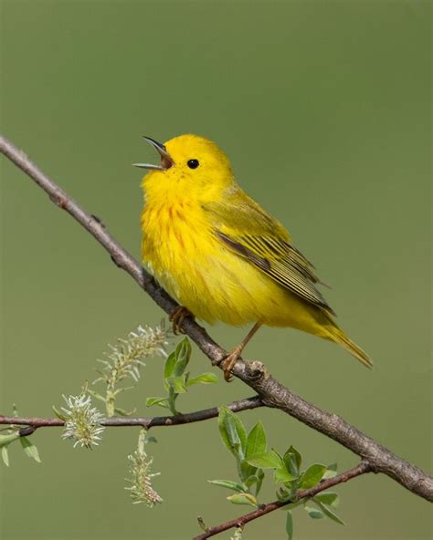 Yellow Warbler - Michigan | Birds, Bird, Animals