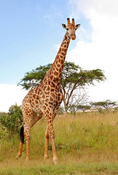 1600 Giraffe Tail Stock Photos Pictures And Royalty Free Images Istock