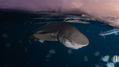 Snorkeling With Blacktip Reef Sharks Ocean Dimensions