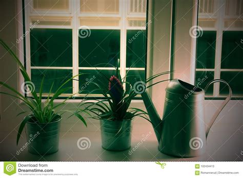 Flowers In Flower Pots And Watering Can On Window Ledge Tillandsia