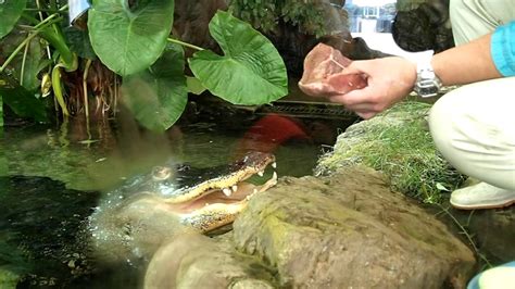 Feeding Alligator Youtube