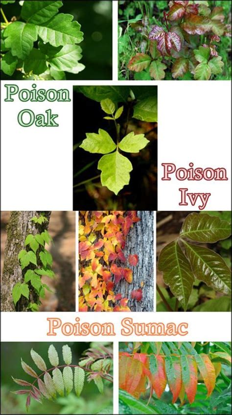 How To Tell If You Have Poison Oak Or Ivy D Melissa Guzman