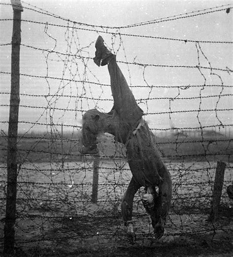 A Prisoner Shot During Escape Attempt Hangs From Barbed Wire Stalag