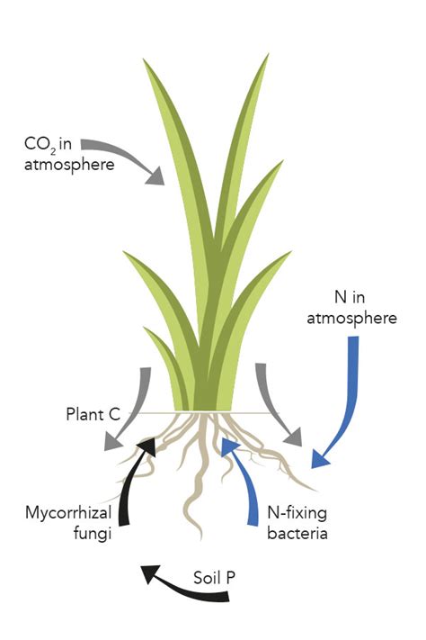 Keeping The Grasslands Growing