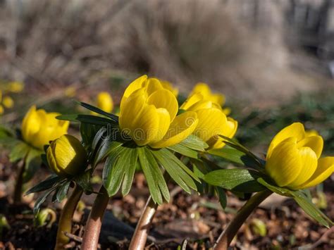 Winter Aconite Eranthis Hyemalis Blooming With Bright Yellow Flowers