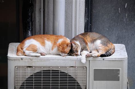 Two Cats Sleeping Outdoors Stock Photo Image Of Asleep 23588738