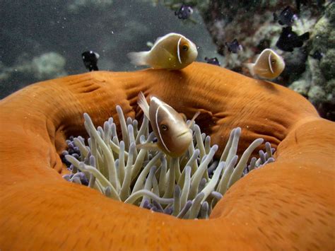 Magnificent Sea Anemone Marine Biodiversity In The Gulf Of Thailand