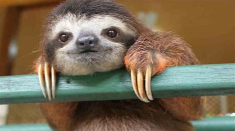 Cute Baby Sloth Rescue Youtube