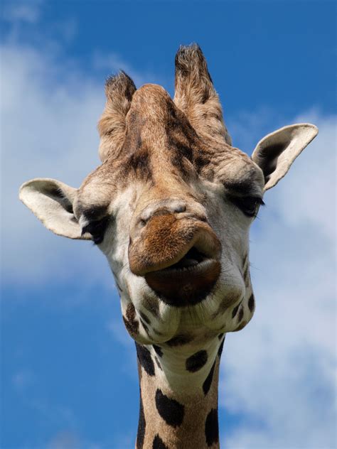 1080x1776 Wallpaper Close Up Photography Of Giraffe Face Peakpx