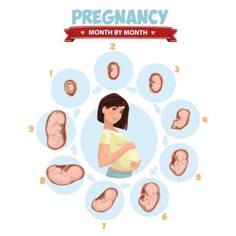Fetus Illustrations Royalty Free Vector Graphics And Clip Art Istock