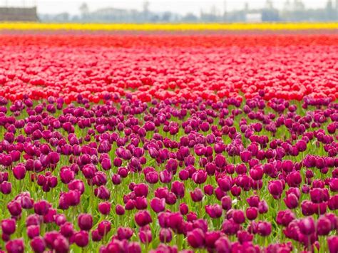 Du Lịch Hà Lan Tháng 8 Ghé Thăm Thiên đường Hoa Tulip Rực Rỡ Sắc Màu