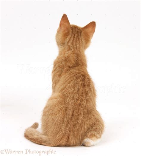 Cat Sitting Down Back View Cat Meme Stock Pictures And Photos