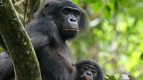 In The Bonobo World Female Camaraderie Prevails The New York Times