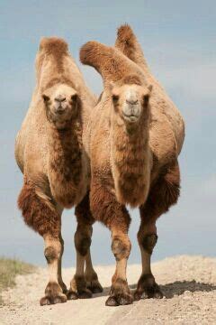 _ one hump or two? Camelus bactrianus | Chameaux drôles, Animaux sauvages et ...