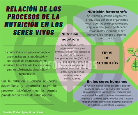 Relación De Los Procesos De La Nutrición En Los Seres Vivos Los